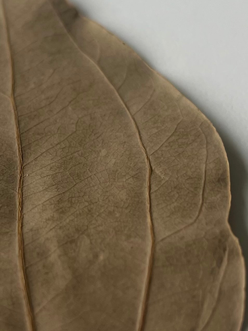 Feuilles de cannelier Tamala sauvage