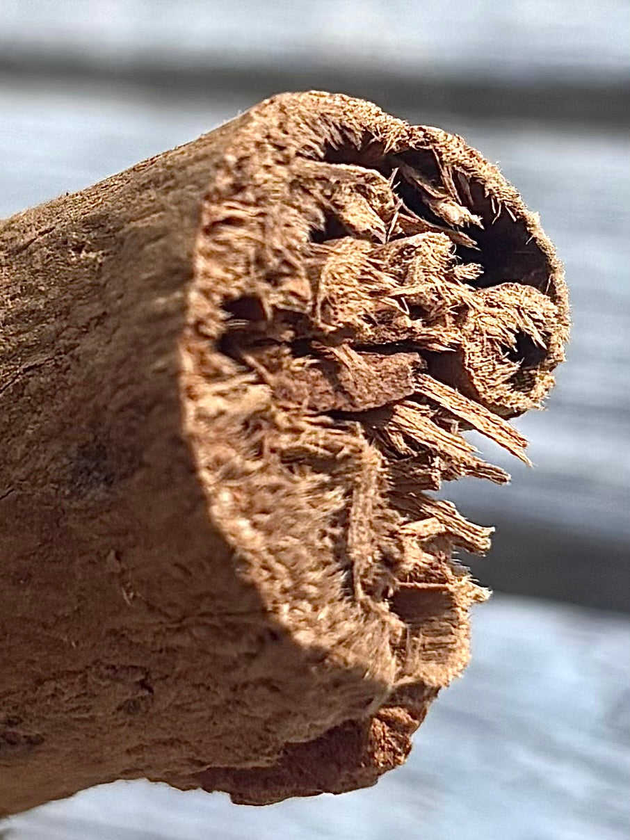 Cannelle de Ceylan sauvage en bâton